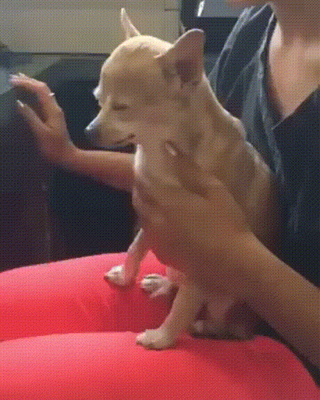 【今日爆笑动态图】叫什么都可以，我不介意